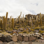 Uyuni - Isla Incahuasi