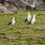 Oressochen melanopterus (andean goose)