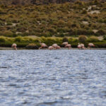 Phoenicopterus chilensis (flamingo-chileno)